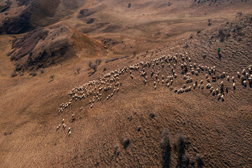 Herd of Sheep Grazing on Dry Grass Hillside