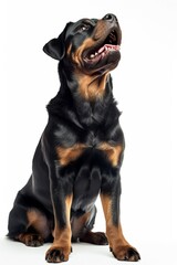 Fototapeta premium Mystic portrait of Rottweiler, full body View, Isolated On White Background