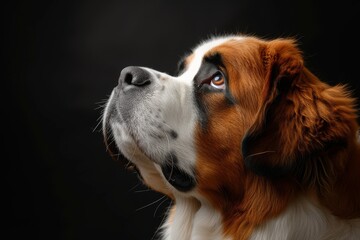 Fototapeta premium Mystic portrait of Saint Bernard copy space on right side, Headshot, isolated on Black background