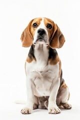 the Beagle with copy space on right on white background