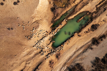 Aerial View of Rams and Sheep at a Watering Hole in Georgia