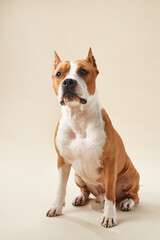 American Staffordshire Terrier dog sits alertly in a studio, its eyes fixed forward. The neutral...
