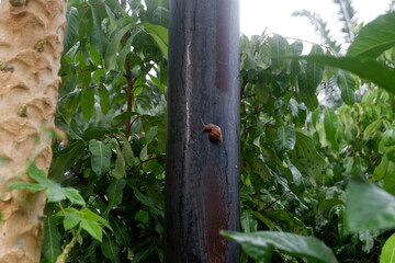 photography of a snail attached to an electricity pole and surrounded by plants