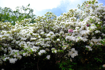 越生の満開のツツジ