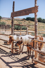Two ponies in an old ranch