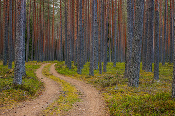 Gravel road in a pine forest in the spring of an ecologically clean forest