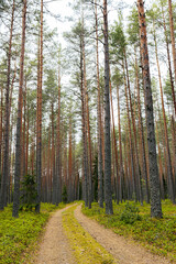 Gravel road in a pine forest in the spring of an ecologically clean forest