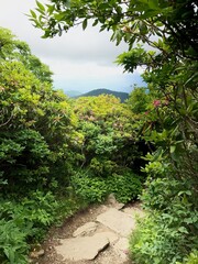 path in the forest