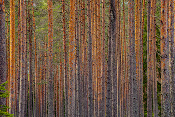 Pine tops with straight trunks ecologically clean forest