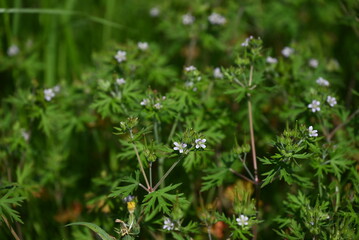 Geranium carolinianum flowers. A Geraniaceae weed native to North America. It produces pale purple flowers from May to June.
