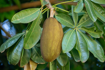 tropical tree with pink flowers and exotic fruits