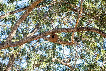 Nest of the bird known as João de barro
