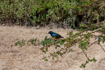 Superb starling (Lamprotornis superbus) bird , Kenya