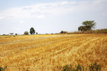 Obraz premium Harvested grain/Straw agricultural field, Kenya