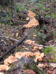 Winner Winner Chicken Dinner