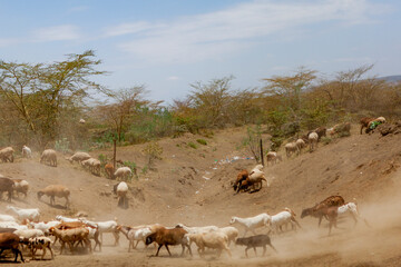 Herd of goats and sheep on roadside, Kenya