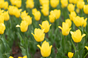 Obraz premium Yellow flowers background outdoor Spring season flowers Selective focus