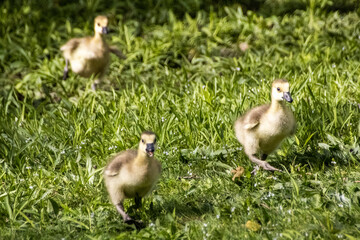 goslings in the grass