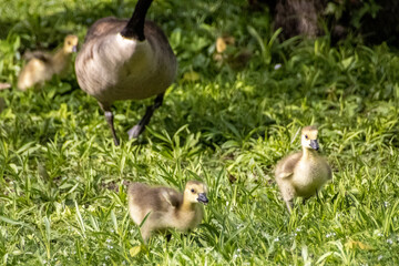 canadian geese in the grass