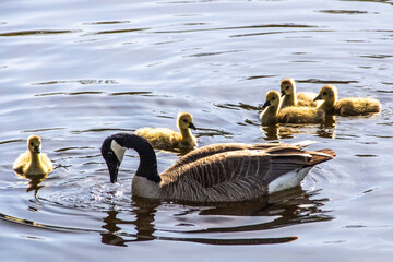 canadian geese in the water