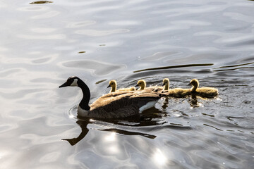a goose and her goslings on the water
