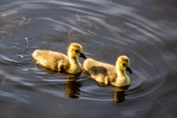 baby geese on the water