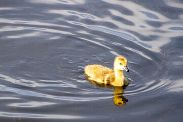 gosling in the water