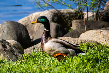 Obraz premium duck in the grass