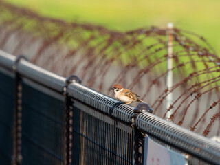 八尾空港の柵にとまるスズメ