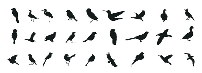 Bird silhouette collection Vector