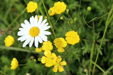 Naturbelassene Blumenwiese