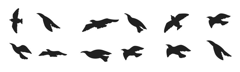 Silhouette flying bird background