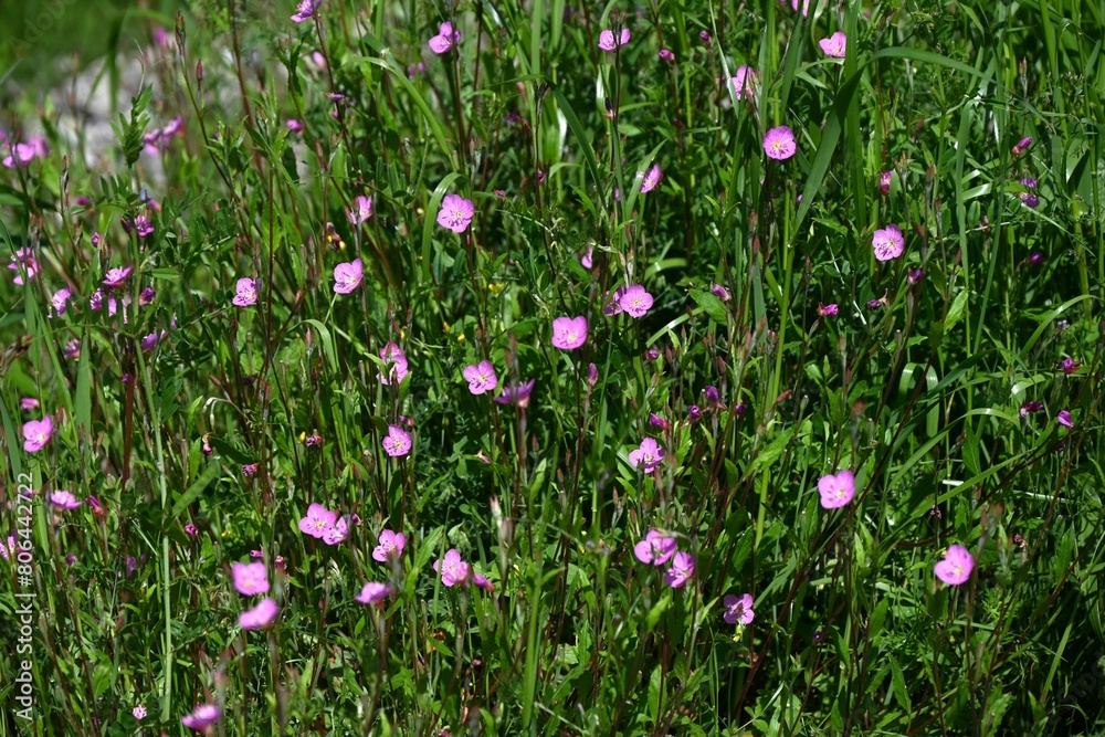 Poster Rose evening primrose ( Oenothera rosea ) flowers. Onagraceae perennial plants. Four-petaled pink flowers bloom from May to September.