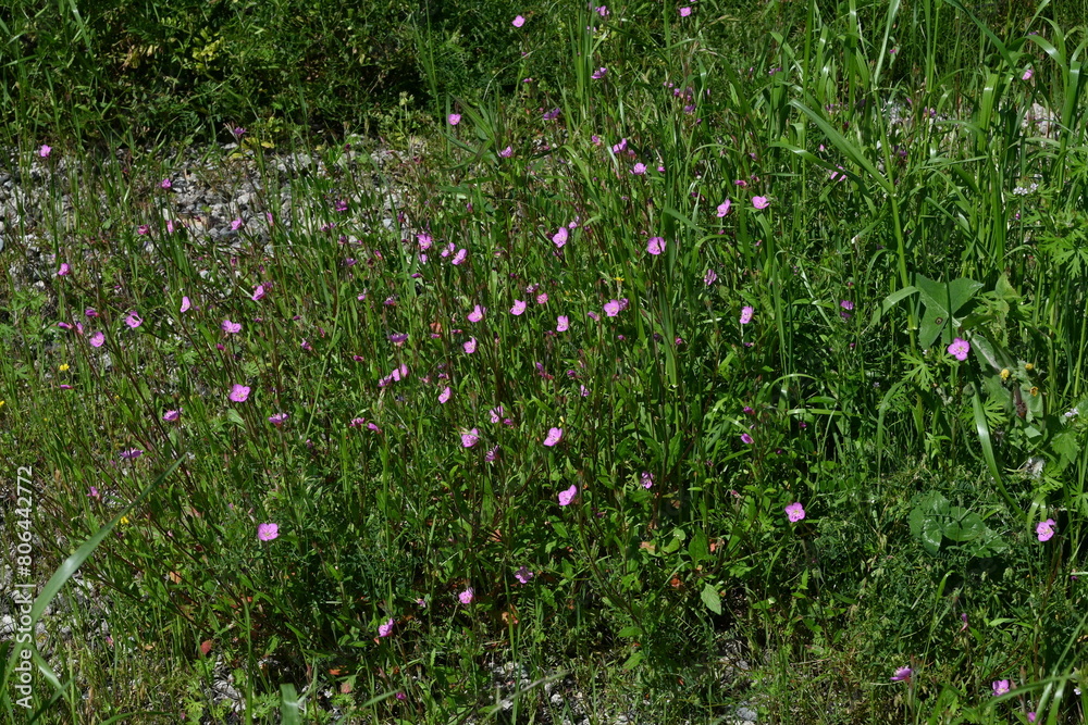 Poster Rose evening primrose ( Oenothera rosea ) flowers. Onagraceae perennial plants. Four-petaled pink flowers bloom from May to September.