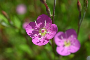 Obraz premium Rose evening primrose ( Oenothera rosea ) flowers. Onagraceae perennial plants. Four-petaled pink flowers bloom from May to September.