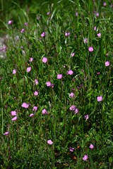 Rose evening primrose ( Oenothera rosea ) flowers. Onagraceae perennial plants. Four-petaled pink flowers bloom from May to September.