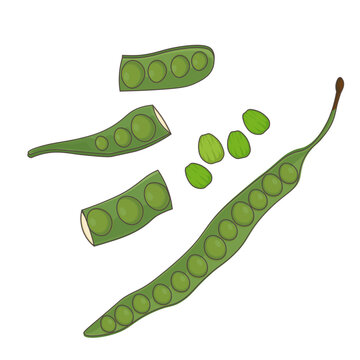 Bitter bean Petai pete or stink bean vector illustration logo
