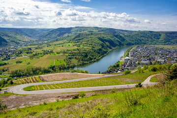 Fototapeta premium Mosel vineyards in spring