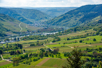 Mosel vineyards in spring