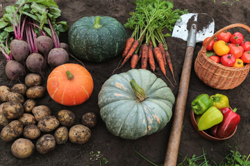 Autumn harvest of different colorful fresh organic vegetables with shovel on soil ground in garden. Freshly harvested carrot, beetroot, pumpkin, potato, tomato, pepper