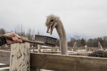 Feeding an ostrich on a farm in close-up. Ostrich Farm