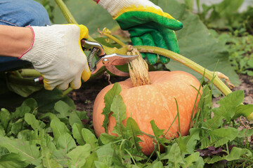Farmer hands with pruner harvesting orange pumpkin, outdoors on garden bed in garden closeup. Organic gardening, growing pumpkin vegetables