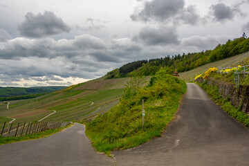 A walk through the Mosel vineyards
