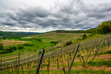 A walk through the Mosel vineyards