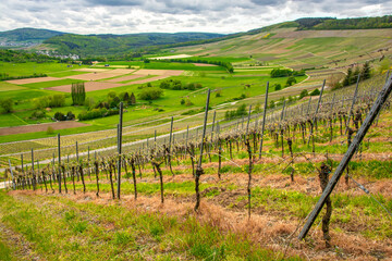 Fototapeta premium A walk through the Mosel vineyards