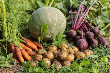 Autumn vegetables in garden on garden bed. Harvest of bunch fresh raw carrot, beetroot, potato and green pumpkin on sun in sunlight