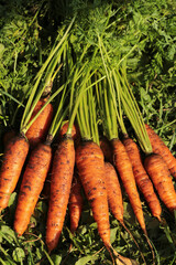 Carrot in garden. Bunch of organic dirty fresh carrots harvest with tops on green grass on sun in sunlight close up