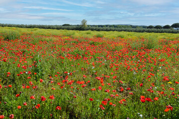 Field of poppies during spring flowering, San Vincenzo, Tuscany, Italy