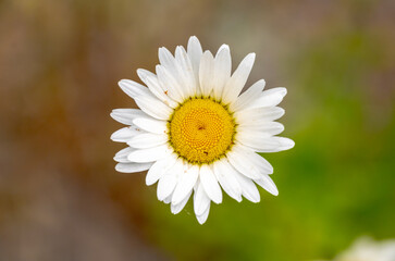 Bright White Daisy Centered In Frame