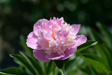 ソルベッド　シャクヤク